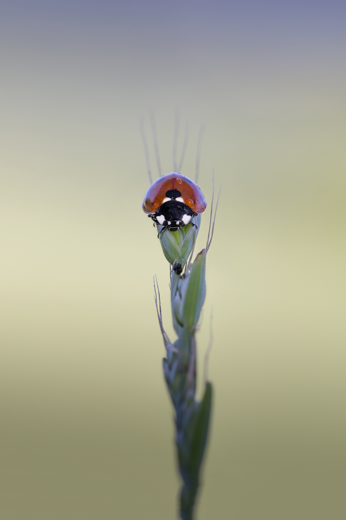 Coccinella